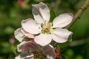 Malus d. 'Jacques Lebel' dubbele U met rek wortelgoed - afbeelding 5