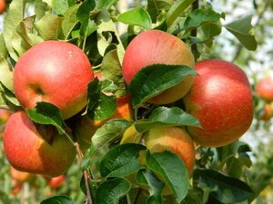 Malus d. 'Jos Musch' 12-14 Hoogstam wortelgoed 2 X verplant