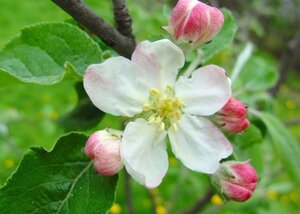 Malus d. 'Jonathan' laagstam wortelgoed leiboom rek