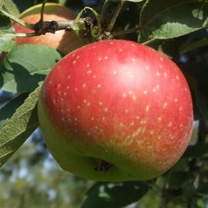 Malus d. 'Kaiser Wilhelm' 10-12 Hoogstam draadkluit