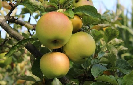 Malus d. 'Landsberger Renette' 12-14 Hoogstam draadkluit 2 X verplant