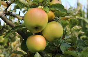 Malus d. 'Landsberger Renette' 12-14 Hoogstam draadkluit 2 X verplant