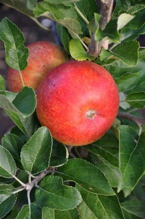 Malus d. 'La Nationale' 12-14 Halfstam wortelgoed