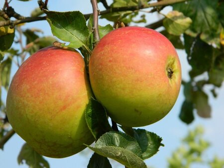Malus d. 'Notarisappel' 6-8 Halfstam BAG - afbeelding 2