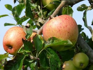 Malus d. 'Pinova' 8-10 Hoogstam wortelgoed