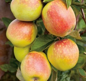Malus d. 'Rheinischer Bohnapfel' 16-18 Hoogstam draadkluit 3 X verplant