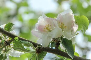 Malus d. 'Rode Boskoop' laagstam wortelgoed leiboom rek