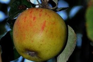 Malus d. 'Reine des Reinettes'='Goldparmäne' 6-8 Halfstam BAG