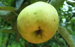 Malus d. 'Reinette Evagil' 8-10 Halfstam wortelgoed