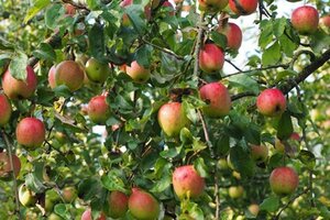 Malus d. 'Reinette de France' 14-16 Hoogstam wortelgoed 2 X verplant