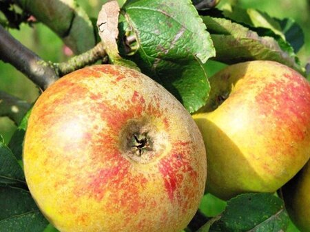 Malus d. 'Reinette de France' enkele U met rek wortelgoed - afbeelding 2