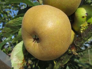 Malus d. 'Reinette Grise' 8-10 Hoogstam wortelgoed