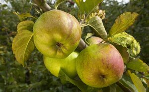 Malus d. 'Rambour d'Hiver' 10-12 Hoogstam wortelgoed