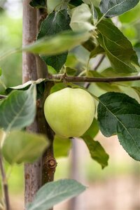 Malus d. 'Transparente Blanche' (vroeg)'=Weisser Klarapfel= oogst 16-18 Hoogstam draadkluit 3 X verplant