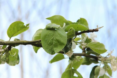 Malus d. 'Transparente Blanche' (vroeg)'=Weisser Klarapfel= oogst dubbele U met rek wortelgoed - afbeelding 2