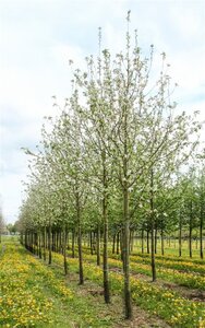 Malus d. 'Transparente Blanche' (vroeg)'=Weisser Klarapfel= oogst dubbele U met rek wortelgoed - afbeelding 5