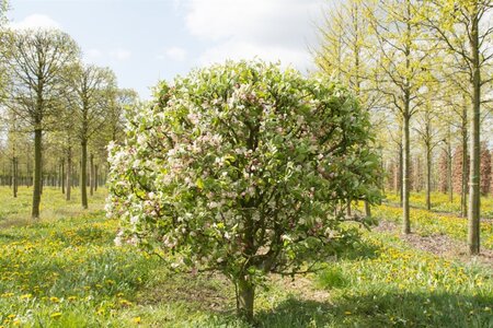 Malus 'Evereste' 2jr. A kwal. wortelgoed struik - afbeelding 2