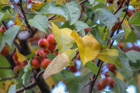 Malus 'Evereste' 2jr. A kwal. wortelgoed struik - afbeelding 3