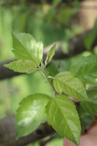 Malus 'Evereste' 2jr. A kwal. wortelgoed struik - afbeelding 4