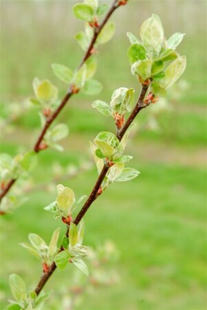 Malus 'Evereste' 2jr. A kwal. wortelgoed struik - afbeelding 5