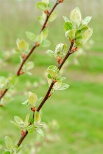 Malus 'Evereste' 2jr. A kwal. wortelgoed struik - afbeelding 5