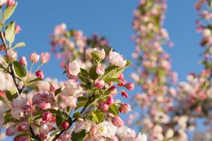 Malus 'Evereste' 2jr. A kwal. wortelgoed struik - afbeelding 6