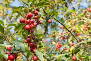 Malus 'Evereste' 2jr. A kwal. wortelgoed struik - afbeelding 8