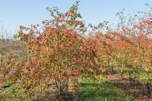Malus 'Evereste' 2jr. A kwal. wortelgoed struik - afbeelding 9