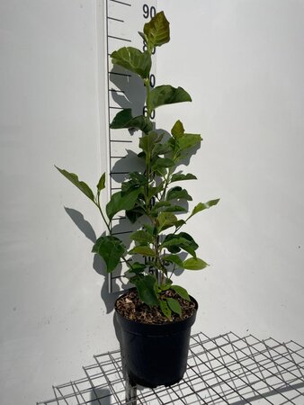Magnolia 'Genie' geen maat specificatie cont. 7,5L