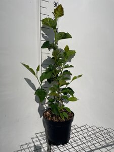 Magnolia 'Genie' geen maat specificatie cont. 7,5L