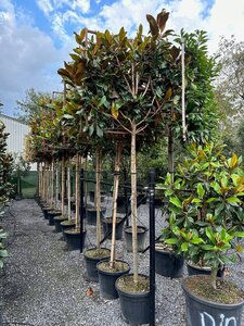 Magnolia grand. 'Galissonnière' 10-12 Hoogstam container lei 120x120 180 cm stam - afbeelding 1