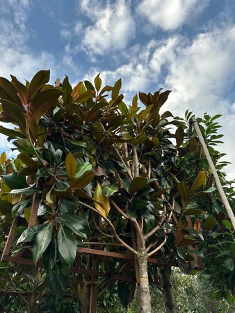 Magnolia grand. 'Galissonnière' 10-12 Hoogstam container lei 120x120 180 cm stam - afbeelding 2