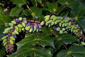 Mahonia japonica = bealei 60-80 cm met kluit - afbeelding 4