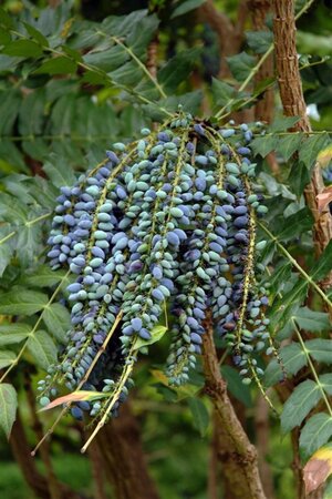 Mahonia japonica 'Hivernant' 100-125 cm met kluit - afbeelding 1