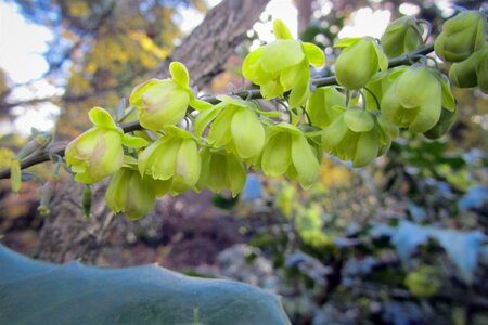 Mahonia japonica 'Hivernant' 100-125 cm met kluit - afbeelding 8