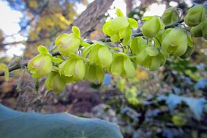 Mahonia japonica 'Hivernant' 100-125 cm met kluit - afbeelding 8