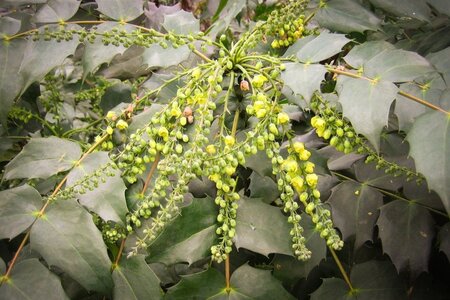 Mahonia japonica 'Hivernant' 100-125 cm met kluit - afbeelding 7