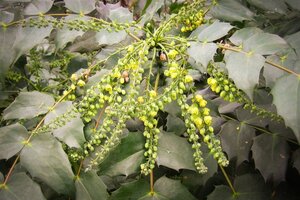 Mahonia japonica 'Hivernant' 100-125 cm met kluit - afbeelding 7