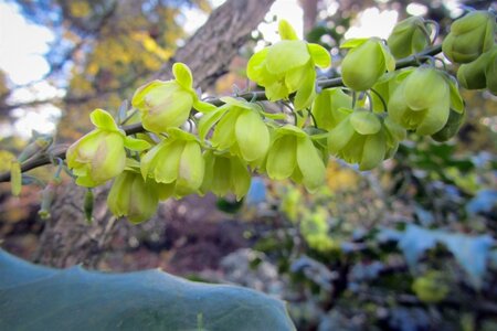 Mahonia japonica 'Hivernant' 100-125 cm met kluit - afbeelding 4