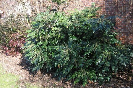 Mahonia japonica 'Hivernant' 100-125 cm met kluit - afbeelding 3
