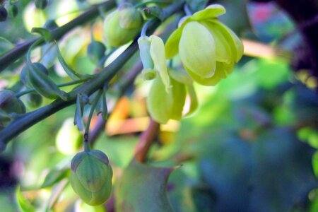 Mahonia japonica 'Hivernant' 100-125 cm met kluit - afbeelding 2