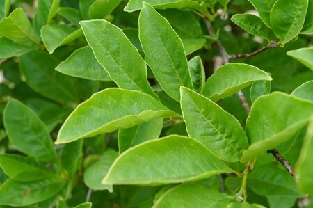Magnolia kobus 150-175 cm met kluit - afbeelding 14