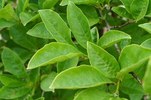 Magnolia kobus 150-175 cm met kluit - afbeelding 14