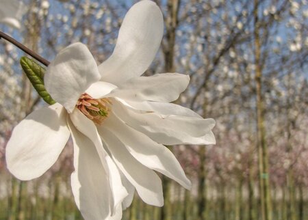 Magnolia kobus 150-175 cm met kluit - afbeelding 17