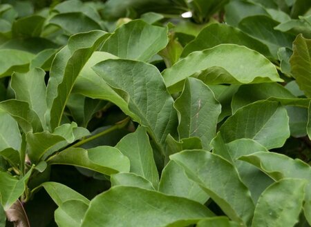 Magnolia kobus 150-175 cm met kluit - afbeelding 18