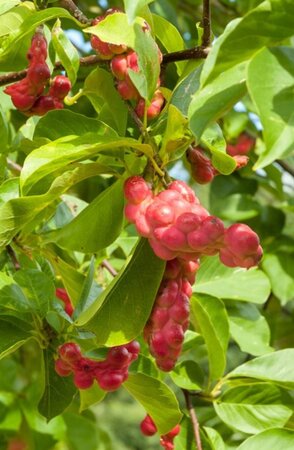Magnolia kobus 150-175 cm met kluit - afbeelding 19