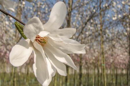 Magnolia kobus 150-175 cm met kluit - afbeelding 20