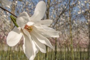 Magnolia kobus 150-175 cm met kluit - afbeelding 20