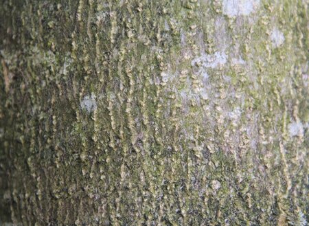 Magnolia kobus 150-175 cm met kluit - afbeelding 21