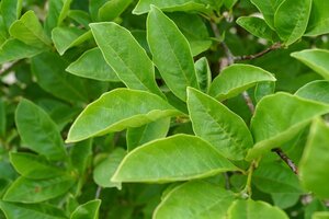Magnolia kobus 150-175 cm met kluit - afbeelding 22